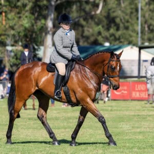 Quality Large Show Hunter Gelding