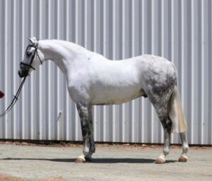 Argyle Blueprint - Small Hack