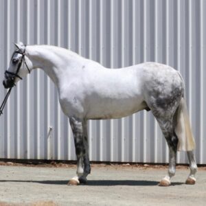 Argyle Blueprint - Small Hack