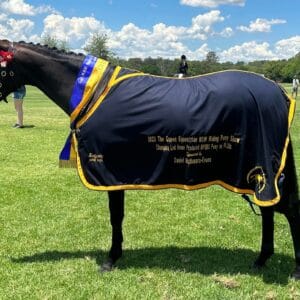 Brandy Hollow Charmed - 2026 Newcomer Large pony