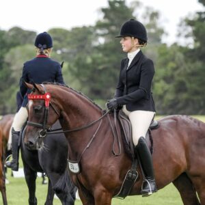 Quality Show Gelding by Dundeel