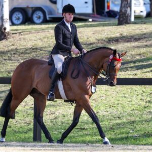 Quality OTT Show Horse - SLM Olympus