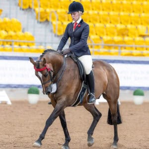 Sanlirra Filmstar - Open Large Galloway