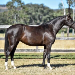 Hollands Bend Selestial - Filly approx 17hh