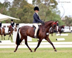 Karma Park Royal Windsor - Large Pony