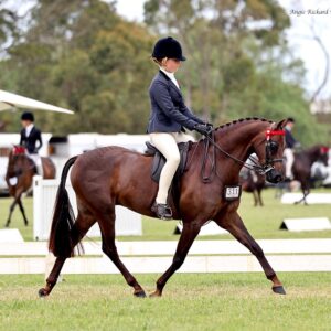 Karma Park Royal Windsor - Large Pony