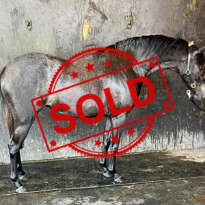 SOLD!!! Future Large Hunter Pony