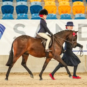 Sirrah Tonkatuff - HOTY Leading Rein Champion