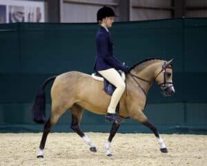 Amazing Child's Pony - Shalida Park Faantasi