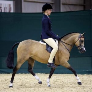 Amazing Child's Pony - Shalida Park Faantasi