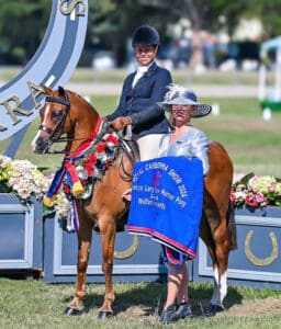 Canyon Quasar - Royal Champion Hunter Pony