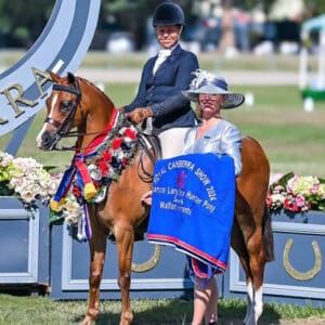 Canyon Quasar - Royal Champion Hunter Pony