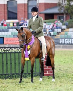 Dirigeree Park Jackson - Champion Show Hunter Pony