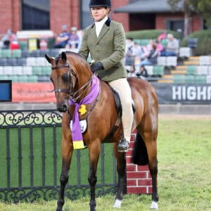 Dirigeree Park Jackson - Champion Show Hunter Pony