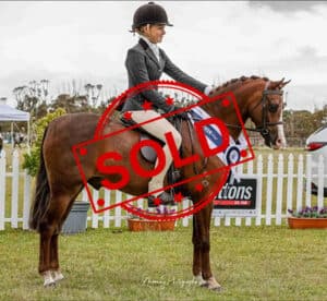 SOLD!! Child’s Small Hunter Pony
