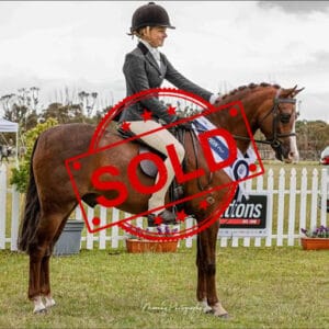 SOLD!! Child’s Small Hunter Pony