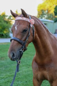 Newcomer Large Pony by Whitmere Secret Agent