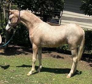 Woranora Ninja Colt - Future Show Pony