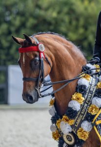 Mandaley Silk Road - Open Large Pony