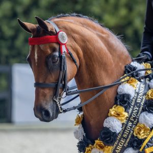 Mandaley Silk Road - Open Large Pony