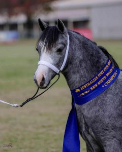 Small Hunter Pony – Lead Rein Prospect