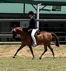 Brandon Park Picasso - Large Pony