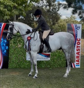 Theatre Royale - Large Show Hunter Galloway