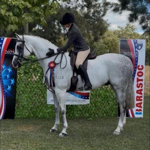 Theatre Royale - Large Show Hunter Galloway