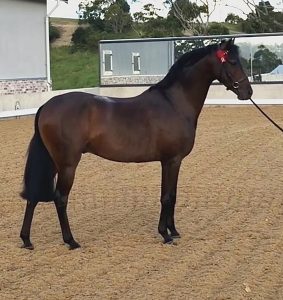 Meadow’s Golden Gift - Medium Open Pony