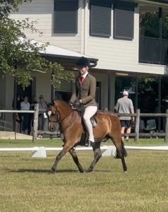 Quality Show Hunter Pony - Richdale Harry Potter