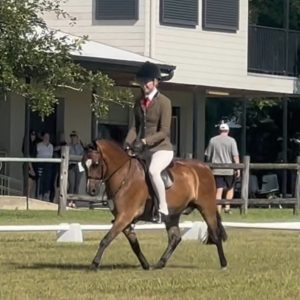 Quality Show Hunter Pony - Richdale Harry Potter