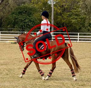 SOLD!! - Large Pony