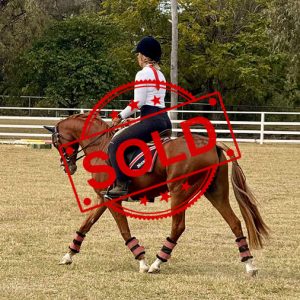 SOLD!! - Large Pony
