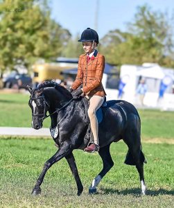 Eagle Park Boy George - Entered Grand Nationals