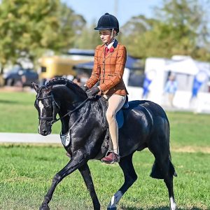 Eagle Park Boy George - Entered Grand Nationals