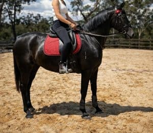 EBL Poseidon - Warmblood Show Hunter Hack