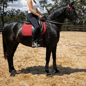 EBL Poseidon - Warmblood Show Hunter Hack