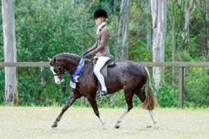 Cherrington Heidi-Ho - Large Hunter Pony