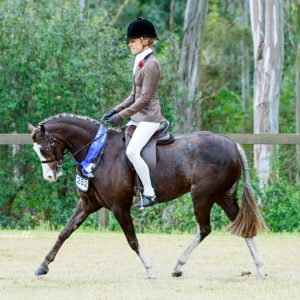 Cherrington Heidi-Ho - Large Hunter Pony