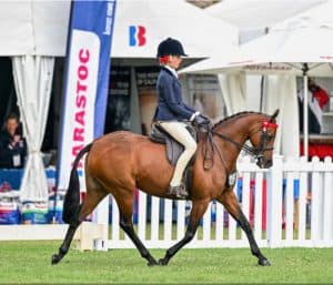 Artsworth Park Love Story - Ultimate All-rounder pony