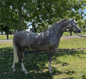 Small Hunter Pony - Ascot Peruvian