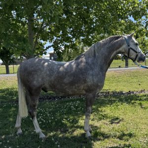 Small Hunter Pony - Ascot Peruvian