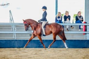 Open Large Galloway - Double TT Osaka