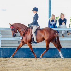Open Large Galloway - Double TT Osaka