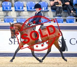SOLD!! - Ultimate All-rounder pony