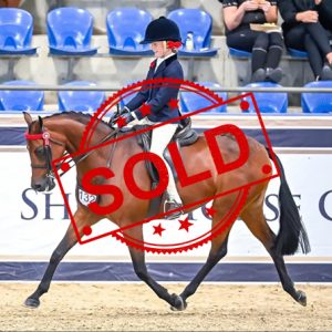 SOLD!! - Ultimate All-rounder pony