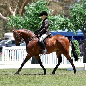 Stunning Small Show Hunter Galloway.