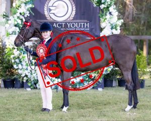 SOLD!! - Large Pony