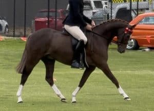 Kolbeach Holly's Royale - Open Large Pony