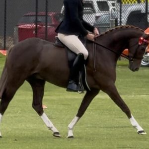 Kolbeach Holly's Royale - Open Large Pony